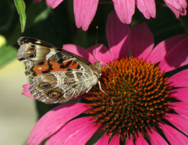 Painted Lady